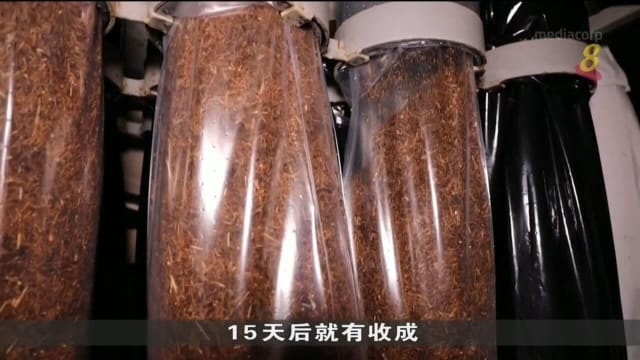 比利时公司用咖啡渣培植成有机蘑菇 减少城市垃圾