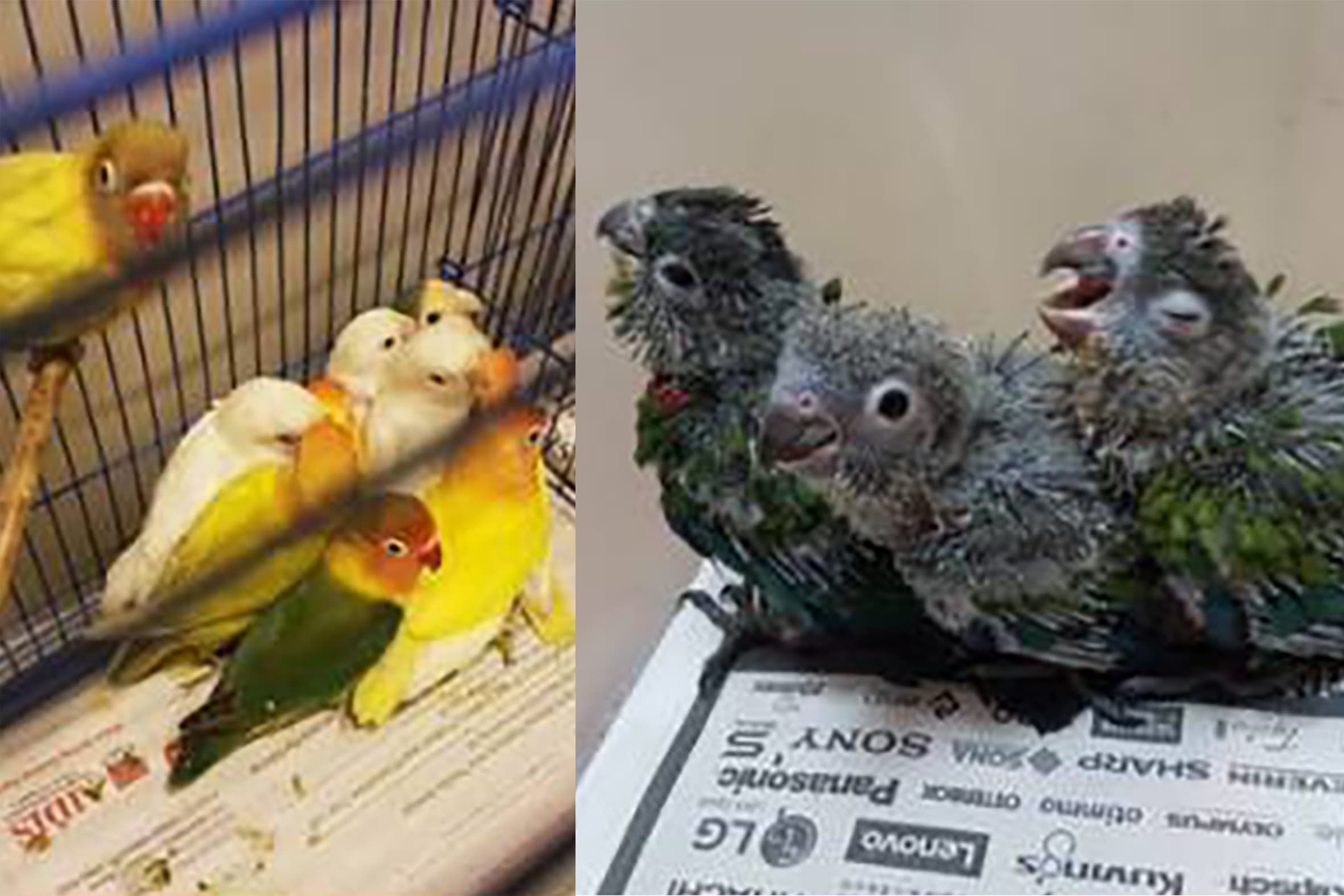Rosly Abdul Rahim was offered S$100 to collect the birds — most of them endangered — from Malaysia and transport them to Singapore. Photo: Immigration & Checkpoints Authority/Facebook Rosly Abdul Rahim was offered S$100 to collect the birds — most of them endangered — from Malaysia and transport them to Singapore. Photo: Immigration & Checkpoints Authority/Facebook