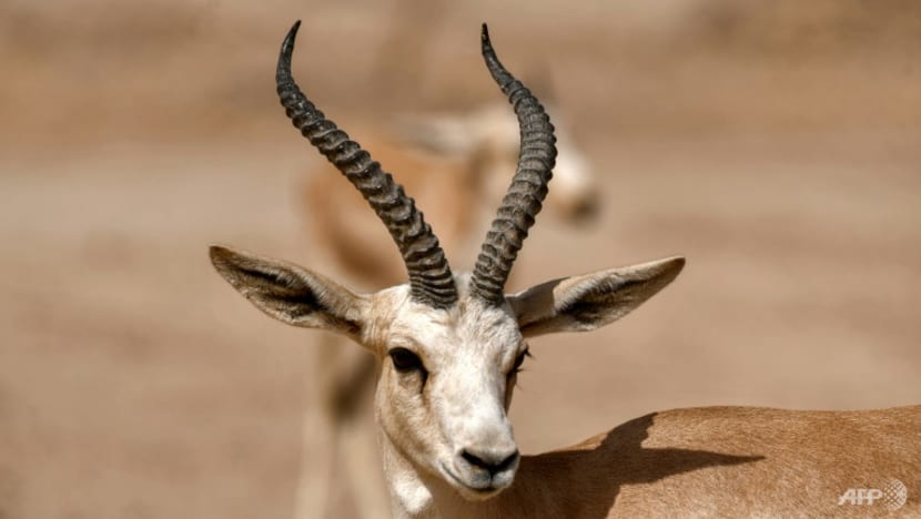 In a parched land, Iraqi gazelles dying of hunger In a parched land, Iraqi gazelles dying of hunger