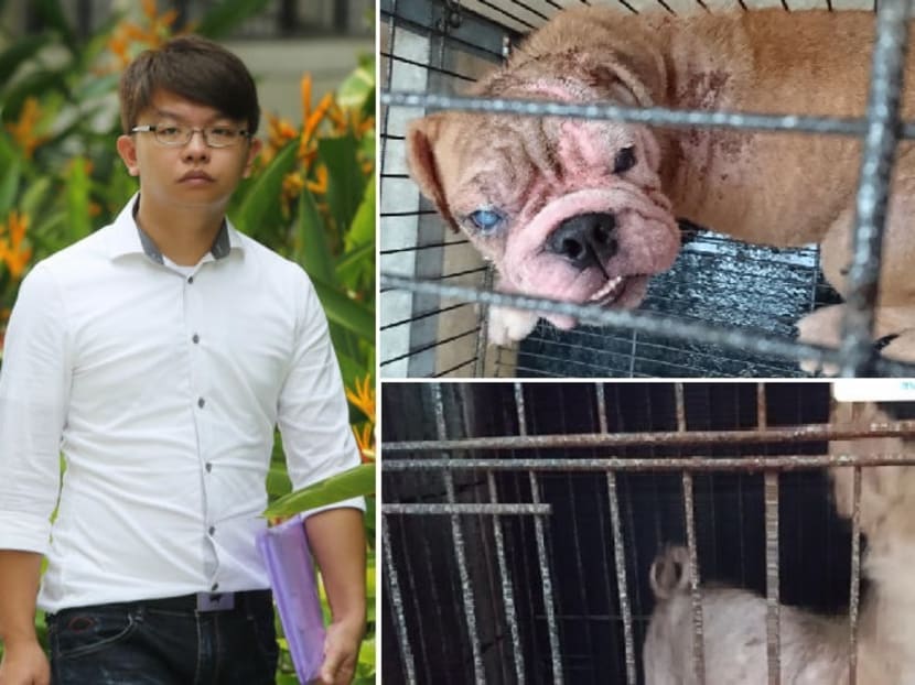 Edwin Tan Guowei, 29 (left), was also fined S$180,000 for six counts of failing to take reasonable steps to ensure the animals were protected from and quickly diagnosed of significant injuries or diseases. Photos: TODAY, AVA