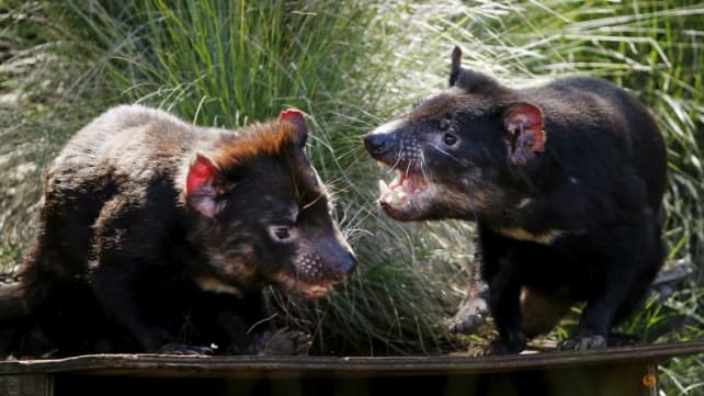 Australia's Juukan Gorge yields up rare Tasmanian Devil tooth 