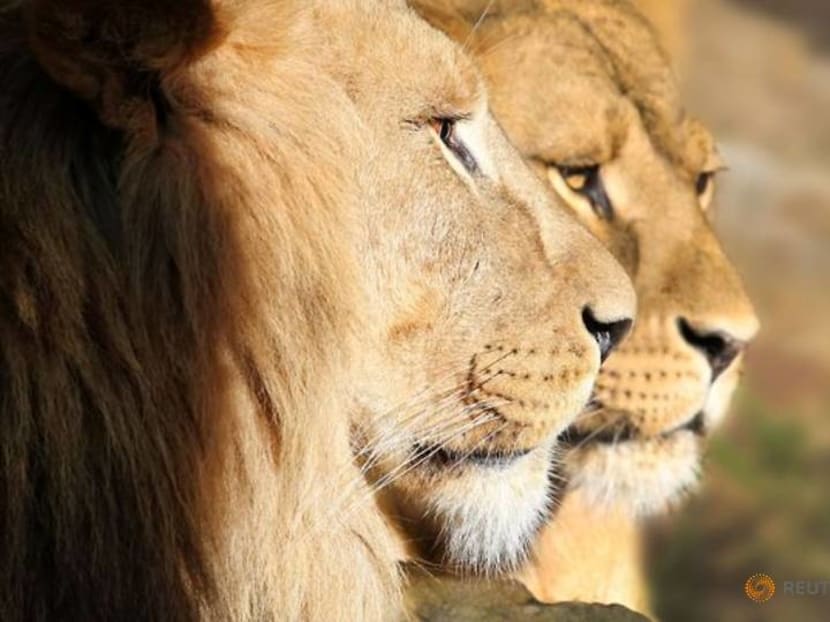 Amsterdam zoo Artis gives up lions amid coronavirus cash crunch Amsterdam zoo Artis gives up lions amid coronavirus cash crunch