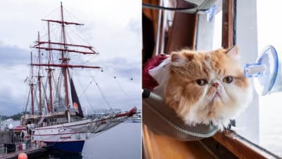 Cat Cruises Now Available In Singapore — What It’s Like To Take Your Feline Friend Out To Sea