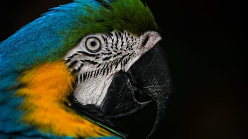 Burung kakak tua buat tempahan online dengan meniru suara pemiliknya
