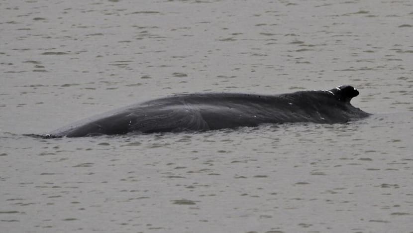 Humpback whale found dead in River Thames east of London