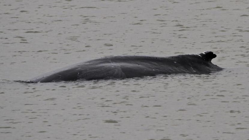 Humpback whale found dead in River Thames east of London Humpback whale found dead in River Thames east of London