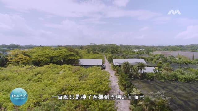 星期二特写 | 一寸千元黄金雨树  克兰芝园主宁砍勿贱卖