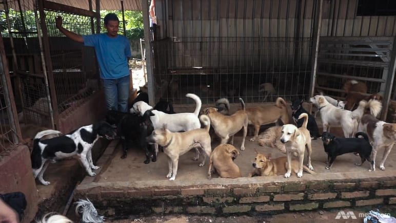 ‘Not trendy anymore’: As the pandemic eases, buyer’s remorse is fuelling dog abandonment in Indonesia