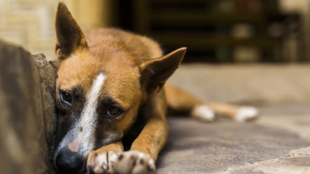 本地动物福利组织：同疫情期间相比 近期弃养宠物个案增加三成