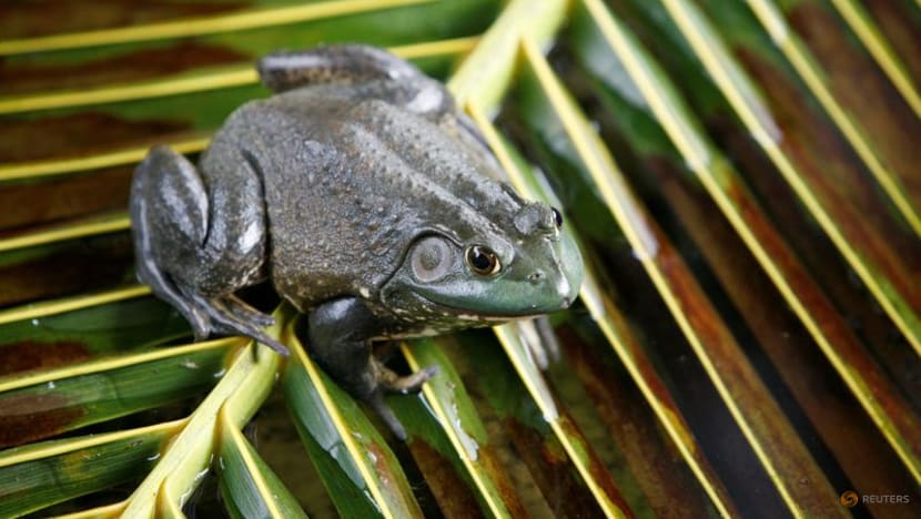 Invasive frog and snake species cost world economy US$16 billion, study shows Invasive frog and snake species cost world economy US$16 billion, study shows