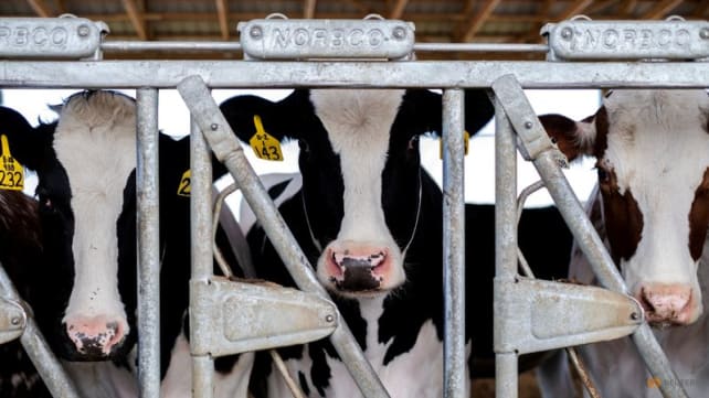 US health officials warn dairy workers are at risk from bird flu