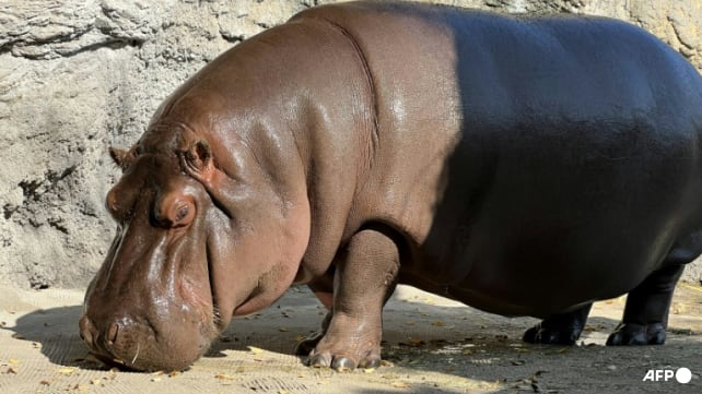 Male hippo in Japan zoo turns out to be a female