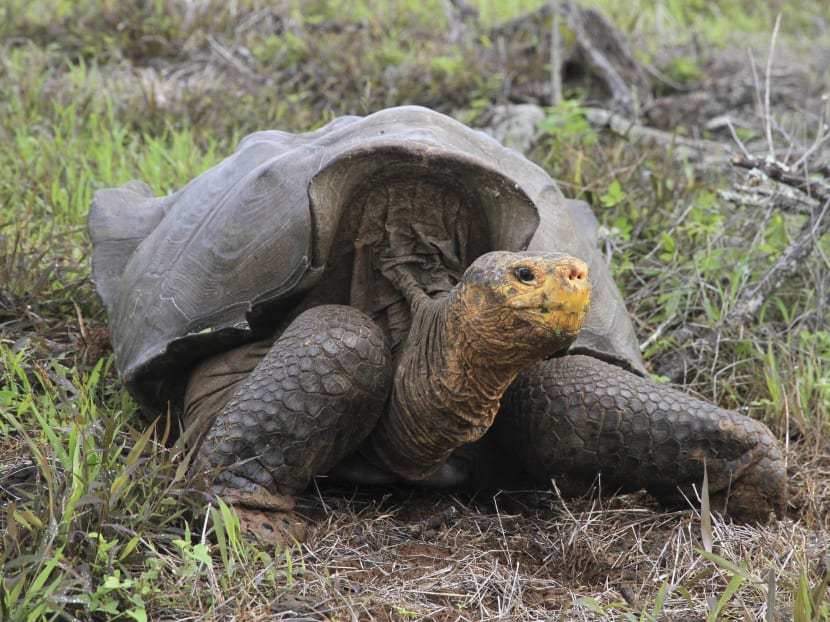 A giant tortoise is shown on the Galapagos island of Espanola in Ecuador in this undated handout picture. Photo: Reuters