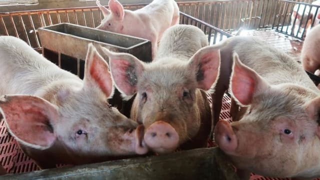 香港养猪场检出非洲猪瘟 千头猪只将被扑杀