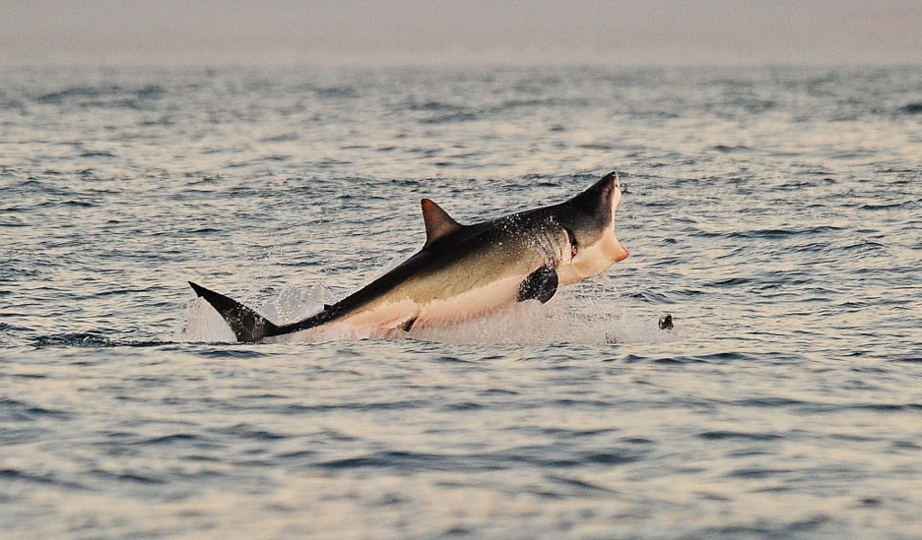 A great white shark jumps out of the water as it hunts Cape fur seals near False Bay, on July 4, 2010.
A great white shark jumps out of the water as it hunts Cape fur seals near False Bay, on July 4, 2010.