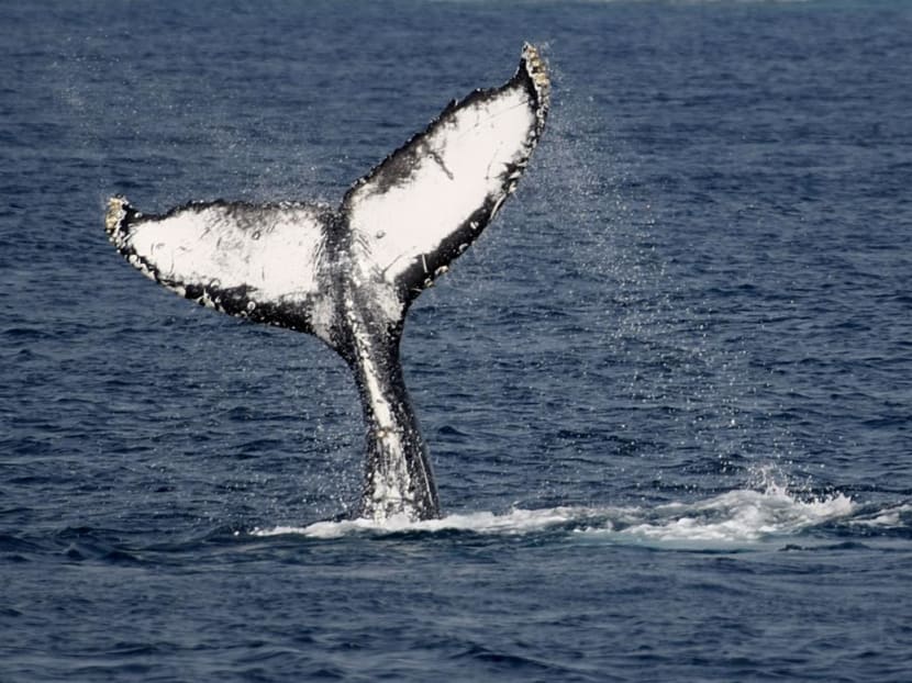 The victim was exploring near the World Heritage-listed Ningaloo Reef in the Indian Ocean when she was struck by the tail of one of the whales.