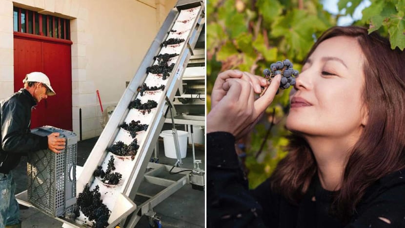 Pictures of Vicki Zhao’s million dollar vineyard revealed