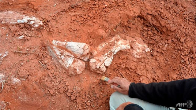 厉害！中国五岁男孩发现恐龙足迹 当场认出恐龙类别