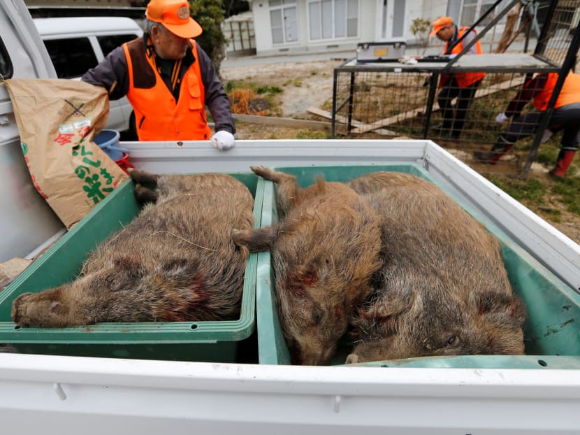 Gallery: Six years after Fukushima disaster, a new danger looms: Radioactive boars
