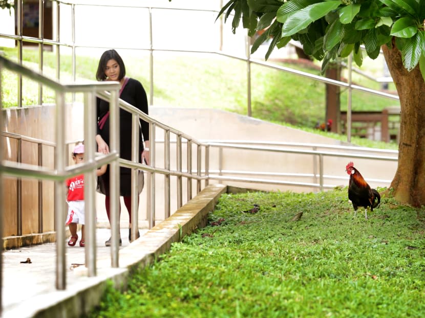 Red Junglefowl, a wild ancestor of domestic chickens, seen at Sin Ming Avenue in 2017.