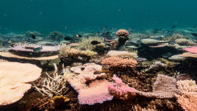 澳洲大堡礁严重白化 科学家忧大堡礁将无法生存