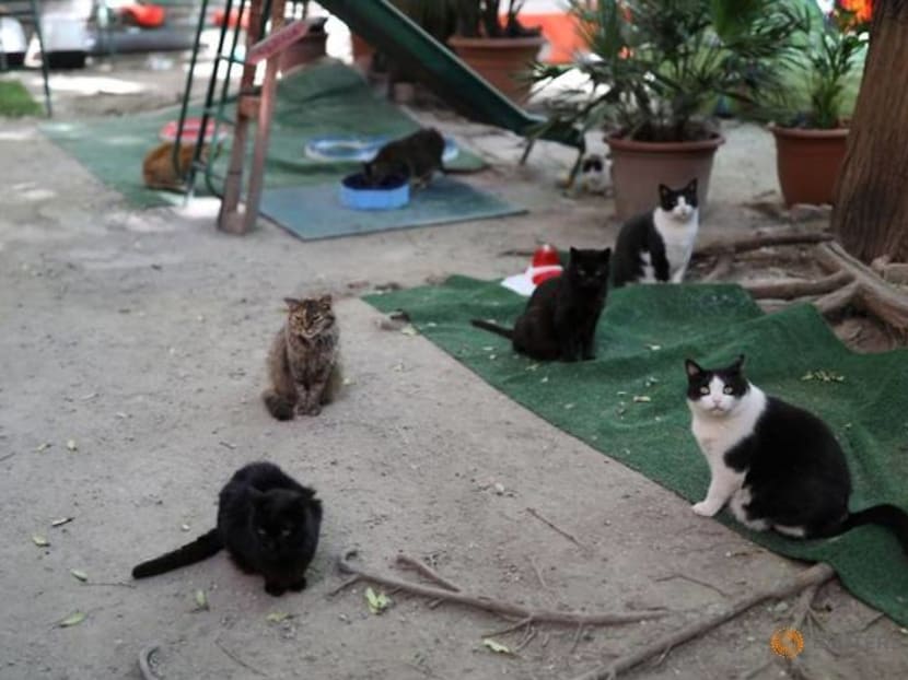 Catalan cat shelter gets smart to help COVID orphans Catalan cat shelter gets smart to help COVID orphans