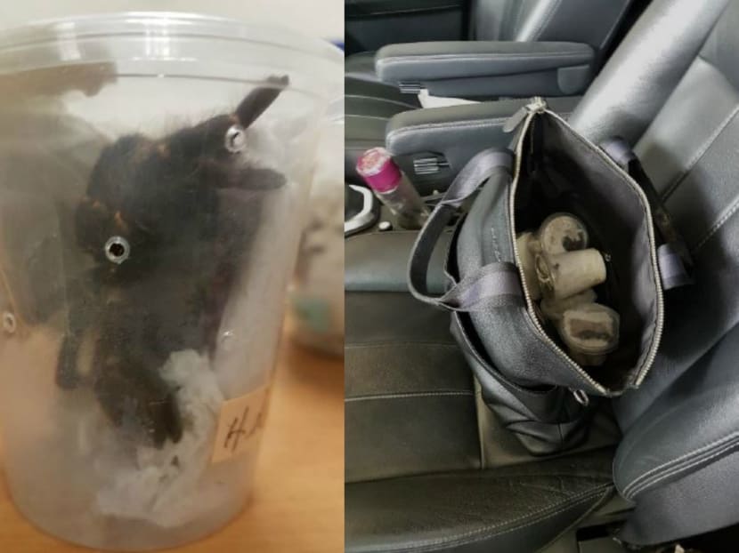 The ICA said that one of its officers found the six live tarantulas in a sling bag in the rear passenger seat. Photo: ICA & AVA
