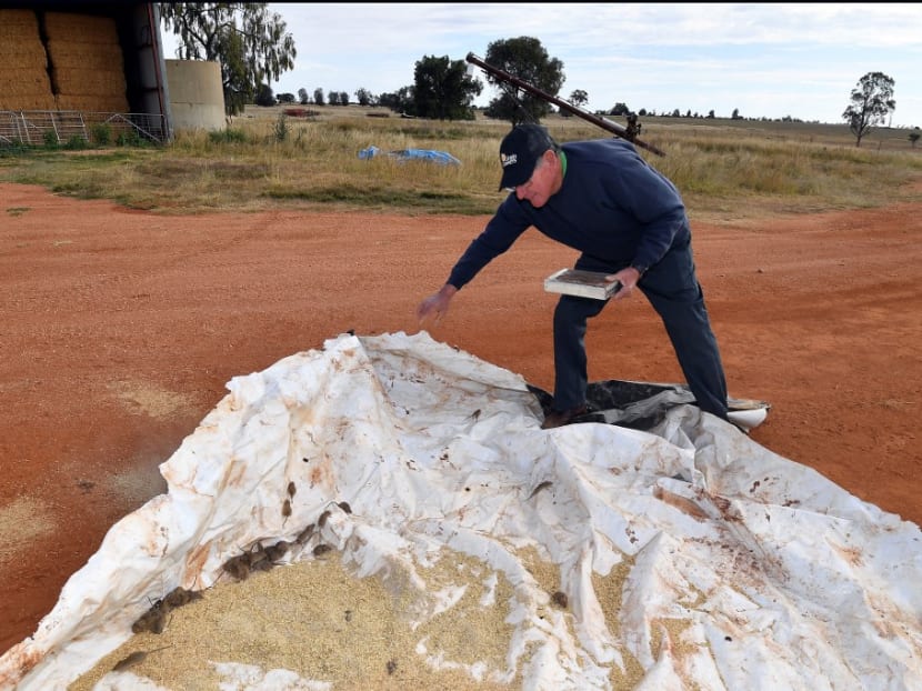 Australian farmer Terry Fishpool uncovering a trap used to trap mice on his property in the New South Wales' agricultural town of Tottenham on June 2, 2021.