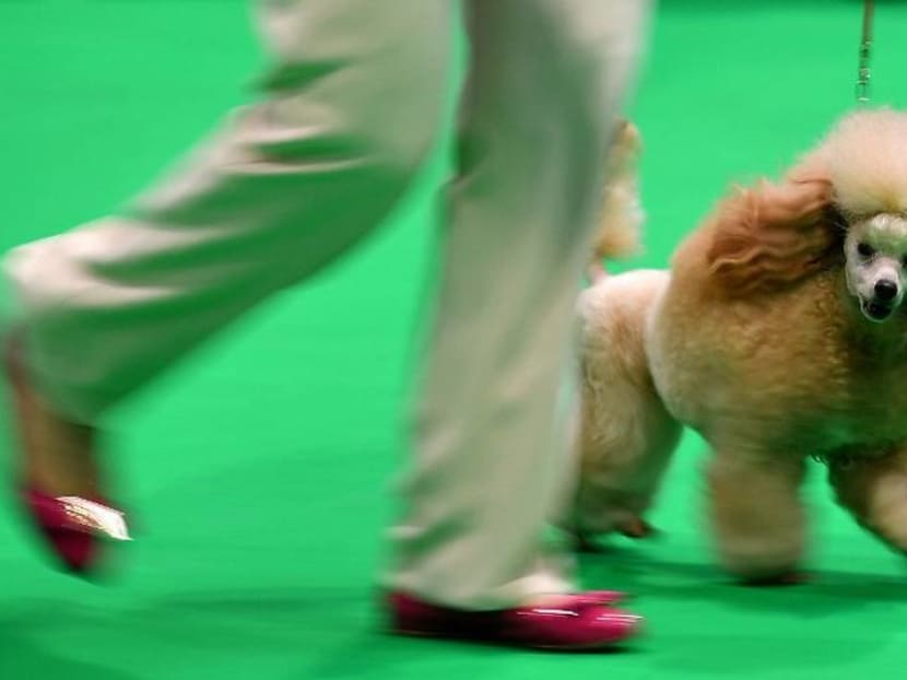 Crufts 2020: The world’s biggest dog show opens amid coronavirus fears Crufts 2020: The world’s biggest dog show opens amid coronavirus fears