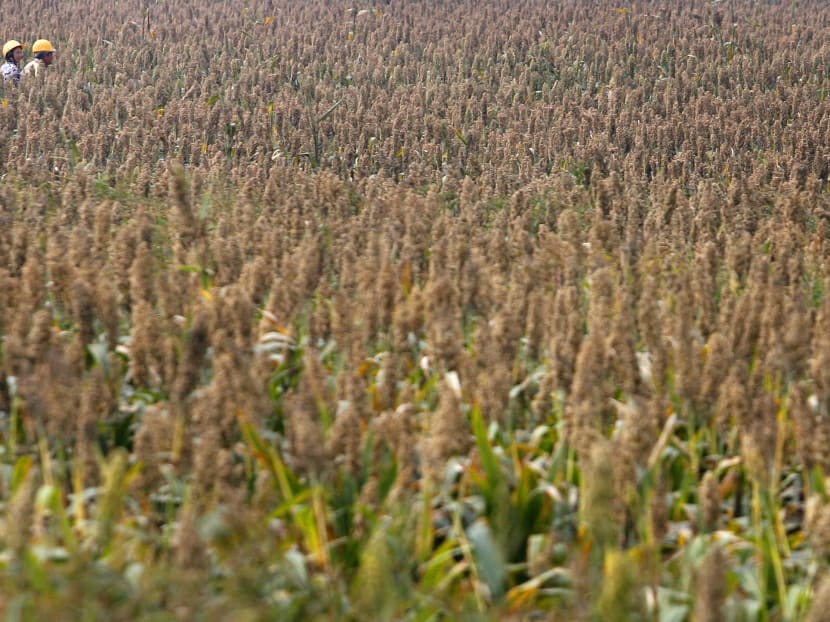 Farmers walk past a sorghum field.  China has opened an anti-dumping and anti-subsidy investigation into sorghum imports from the United States, the latest salvo in an escalating trade dispute between the two countries. Photo: Reuters