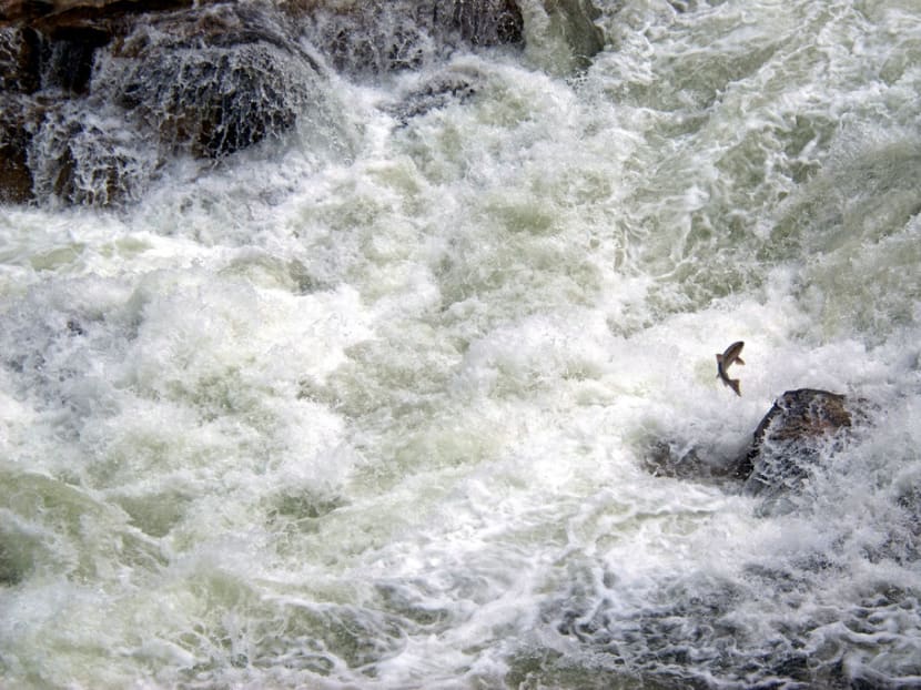 How long before these salmon are gone? ‘Maybe 20 years’ How long before these salmon are gone? ‘Maybe 20 years’
