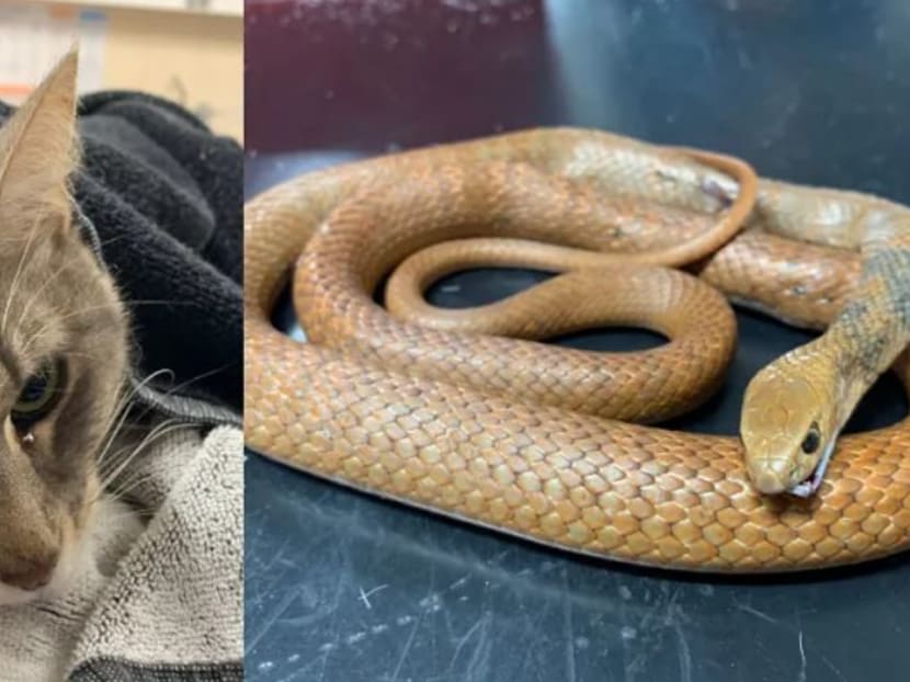 Arthur, the domestic shorthair cat, was playing with his family in the backyard ― following his two little humans around ― when a highly-venomous Eastern Brown snake slithered into the backyard, right up to the children.