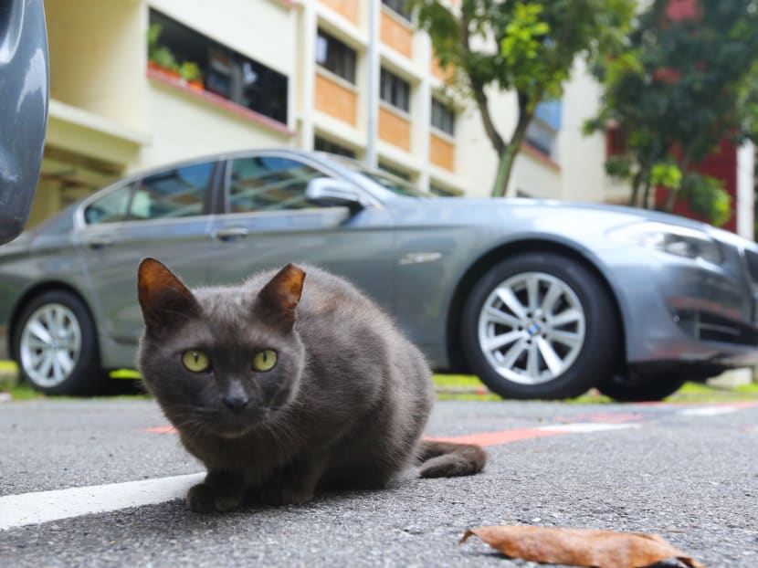 Over the past three months, there have been 17 cases of cat abuse in Yishun. Photo: Ernest Chua