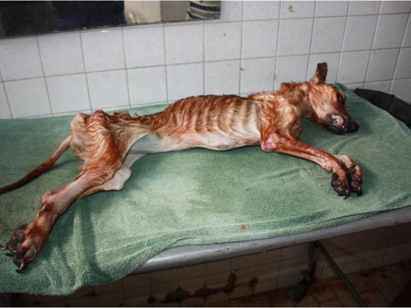Lim Soo Seng has been fined the maximum amount of $10,000 for animal cruelty after he failed to get timely treatment for his female cross-breed dog. The emaciated dog, which was found to have multi-organ dysfunction, died before treatment was sought.  Photo: SPCA