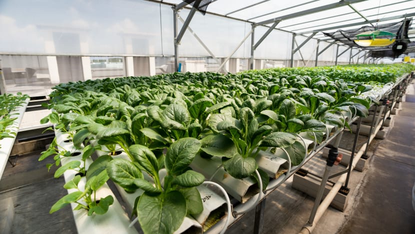 New accreditation scheme being developed to ensure local farms produce pesticide-free vegetables New accreditation scheme being developed to ensure local farms produce pesticide-free vegetables