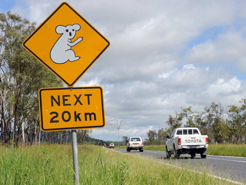 A road sign on the Bruce Highway south of Mackay in Queensland, Australia on Jan 7, 2011 warns drivers of koalas crossing the road for the next 20km.