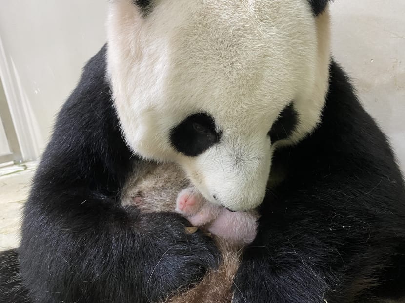 Baby panda to return to China after it becomes independent; gender to be revealed soon Baby panda to return to China after it becomes independent; gender to be revealed soon