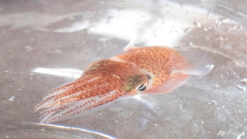 NASA sends squid from Hawaii into space for research NASA sends squid from Hawaii into space for research