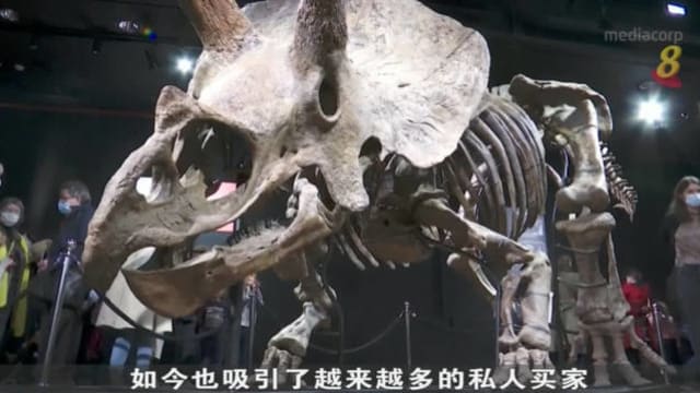 著名三角龙化石在巴黎完成拍卖 成交价大约640万美元