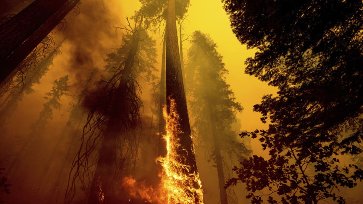 AS mengambil tindakan darurat untuk menyelamatkan sequoia dari kebakaran hutan