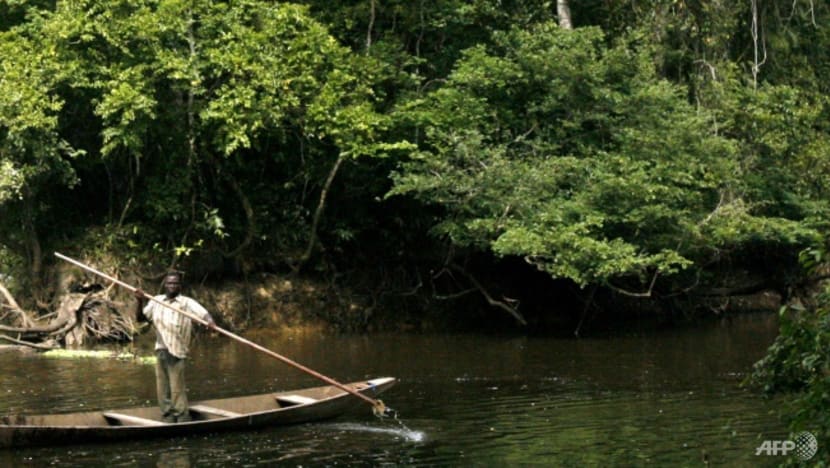 Nestle steps up reforestation project in Ivory Coast