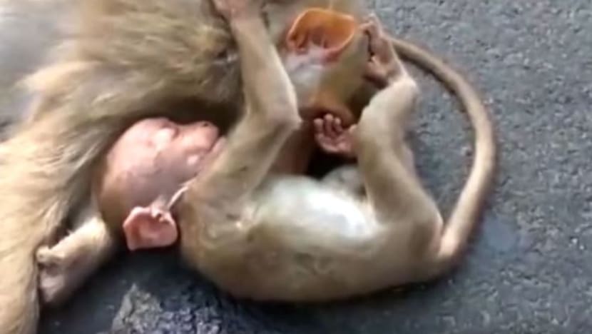 Meruntun hati apabila anak monyet 'ratapi' kematian ibu