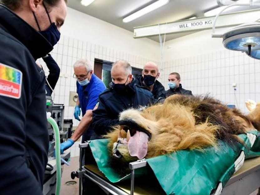 Lion has vasectomy after siring five cubs in a year Lion has vasectomy after siring five cubs in a year