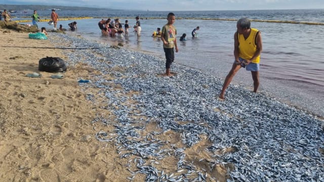 菲地震前大量沙丁鱼涌上岸 有人担忧有人狂捞