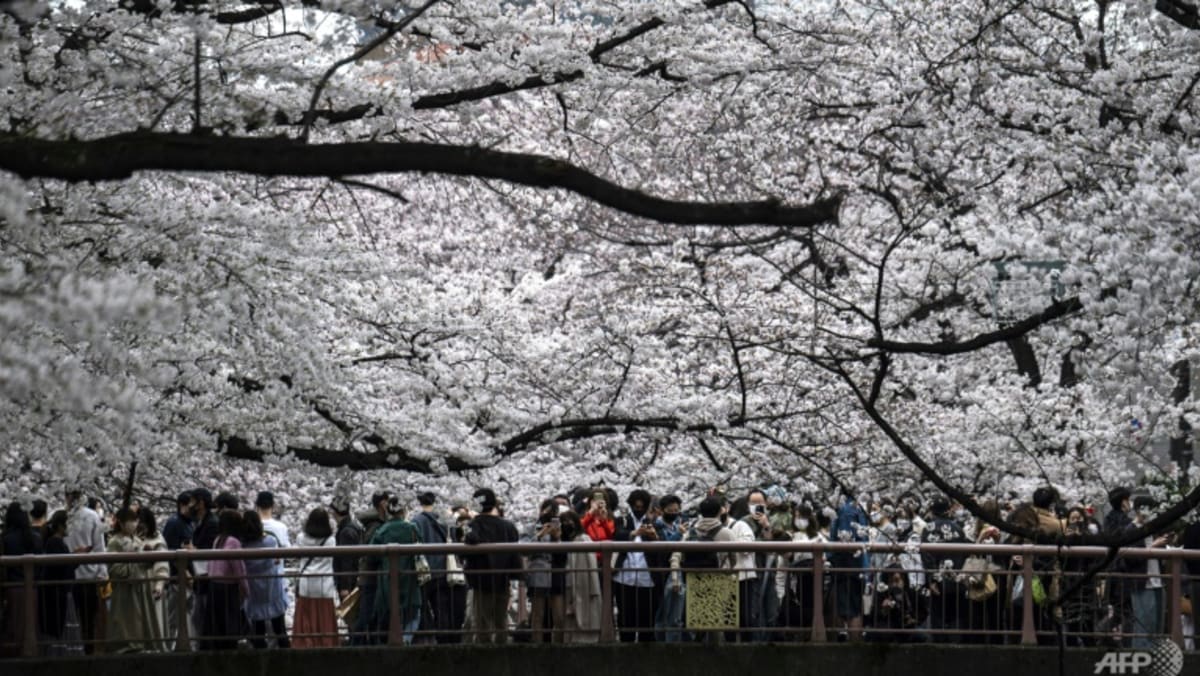 Zaznamenajte skorý štart Tokijského Cherry Blossoms