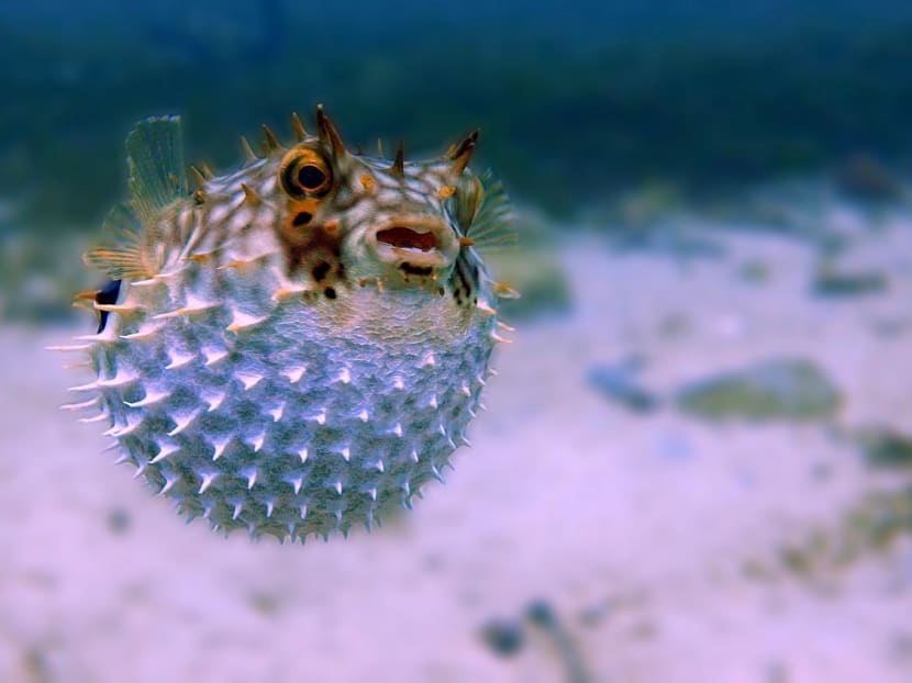 A couple died in Malaysia after consuming puffer fish (pictured) in March 2023. A couple died in Malaysia after consuming puffer fish (pictured) in March 2023.