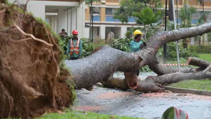  Hujan lebat cetus amaran banjir kilat, pokok tumbang di Tampines 