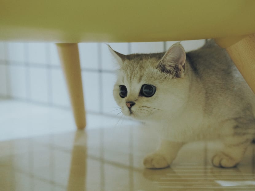 Munchkin cat for adoption 2025