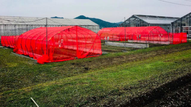 日本研究：红色防虫网能防止害虫咬食植物