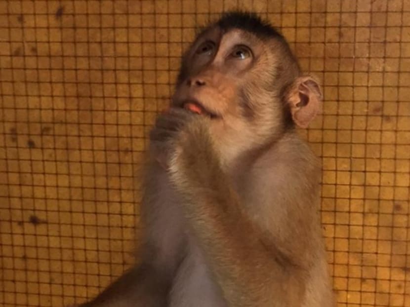 Endangered pig-tailed macaque rehomed in M’sia after rescue from S’pore car workshop